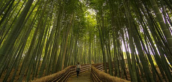 جنگل بامبو – اوزاکا