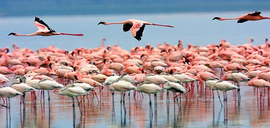 دریاچه ناکورو کنیا (Lake Nakuru)