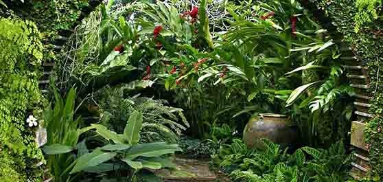 باغ بریف بنتوتا - سریلانکا