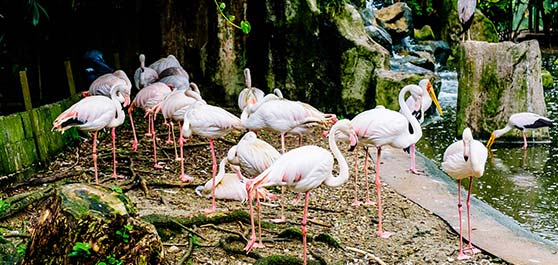 باغ پرندگان - کوالالامپور